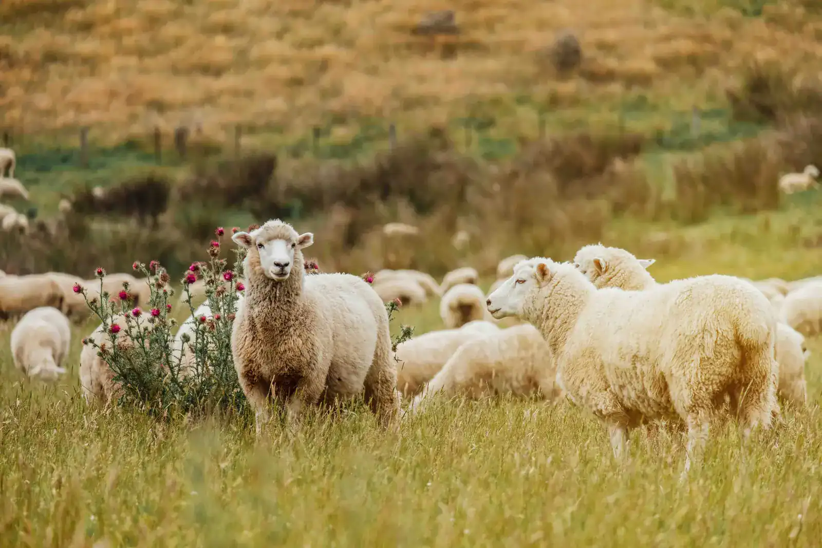 Sheep grazing in a New Zealand pasture at golden hour