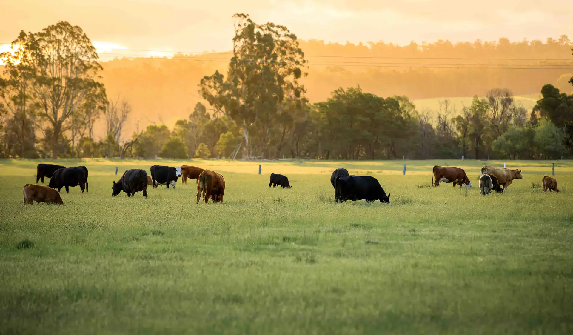 Cattle grazing in open pasture — the origin of premium beef